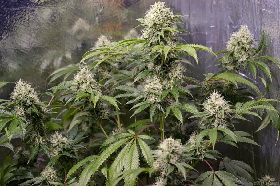 Nawożenie Automatycznie Kwitnących Odmian Marihuany , NasionkaCannabis
